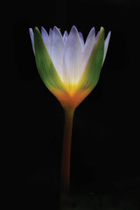 Close-up of flower against black background