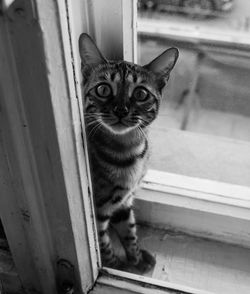 Portrait of cat by window