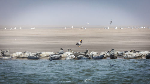 Seals on beach against sky