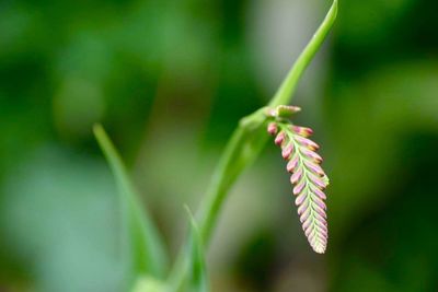 Close-up of red flower