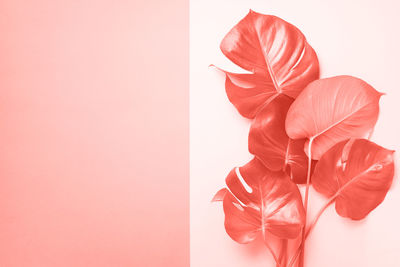 Close-up of pink rose flower against red wall