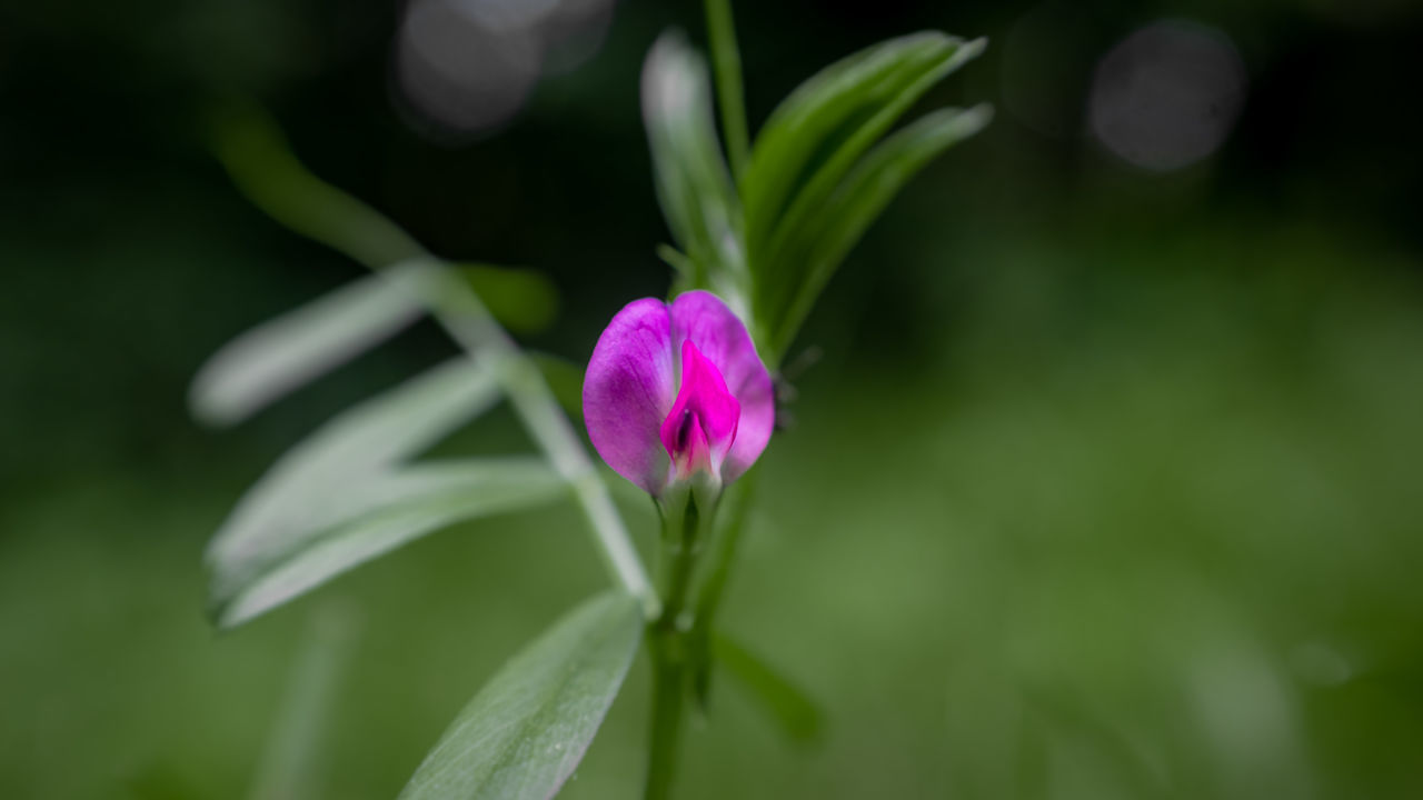 CLOSE-UP OF PINK FLOWER AGAINST BLURRED BACKGROUND