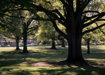 Trees on landscape