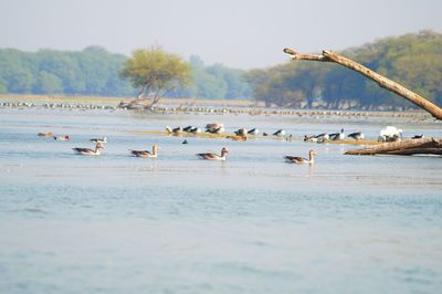 Birds in water against sky