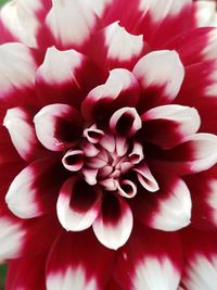 Close-up of pink dahlia