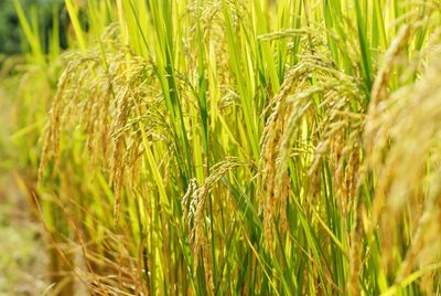 Close-up of wheat growing on field