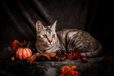 Portrait of cat sitting on floor