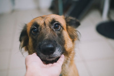 Close-up of person holding dog