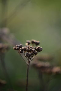 Close-up of dry flower on plant