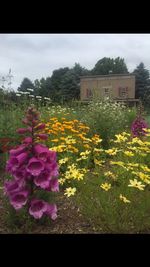 Close-up of flowers blooming in field