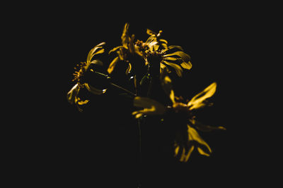 Close-up of yellow flowers against black background