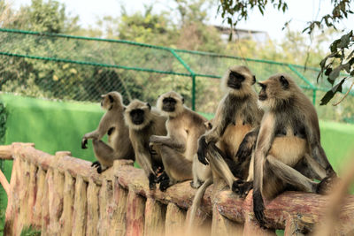 A group of monkeys never go without mischief