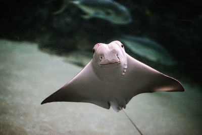 Close-up of fish swimming in sea