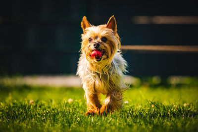 Portrait of dog running on grass