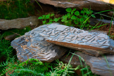 Close-up of water in grass