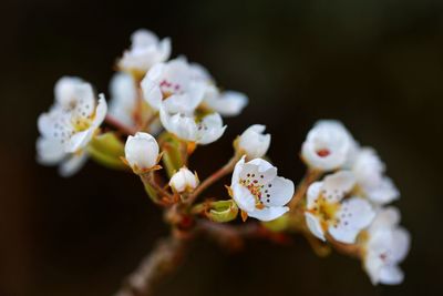 Close-up of white cherry blossom