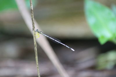 Close-up of damselfly on leaf