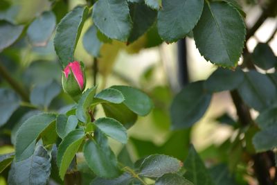 Close-up of green plant