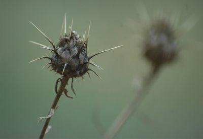 Close-up of insect on plant