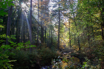 Trees in forest