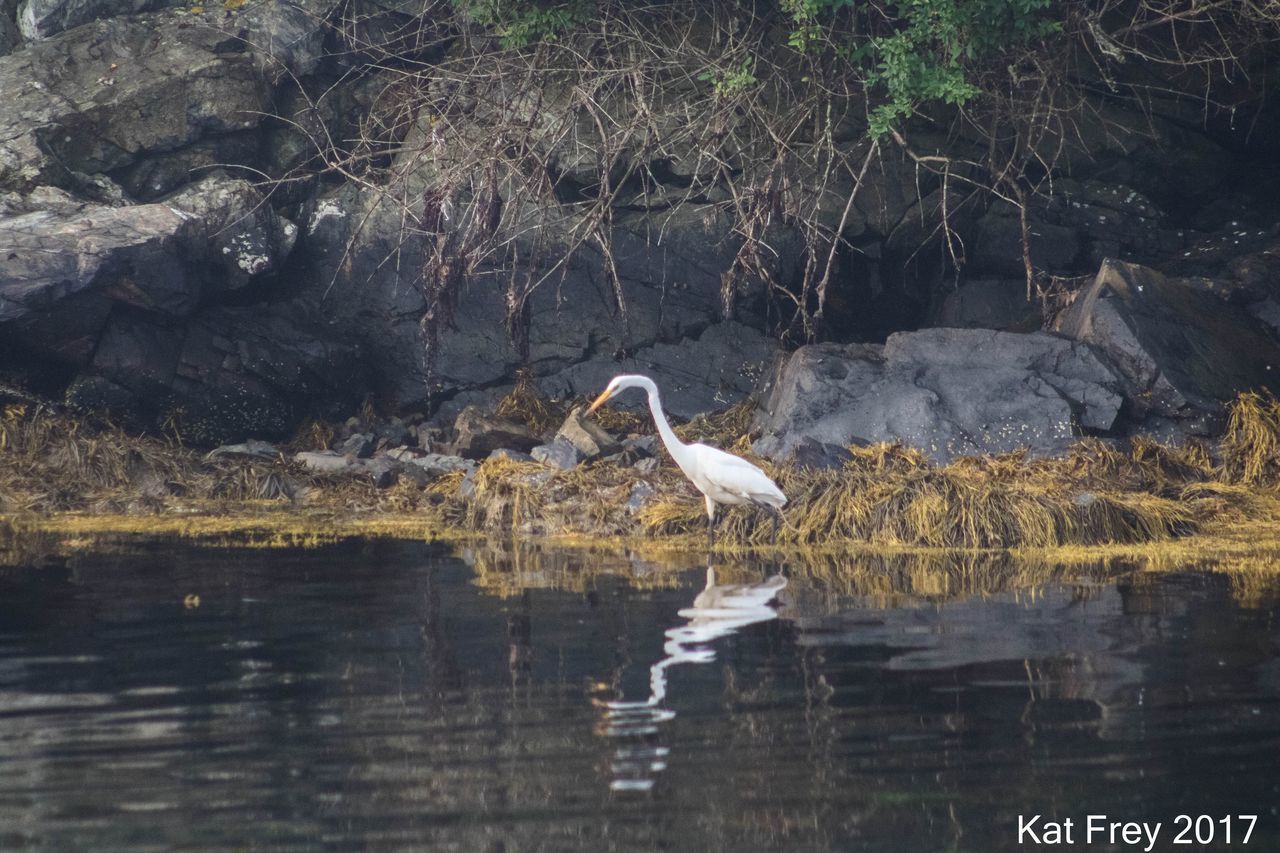 HIGH ANGLE VIEW OF GRAY HERON PERCHING IN LAKE