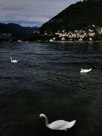 Swans swimming in lake