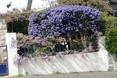 Close-up of plants