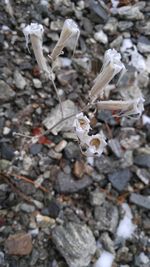 Close-up of plant against blurred background