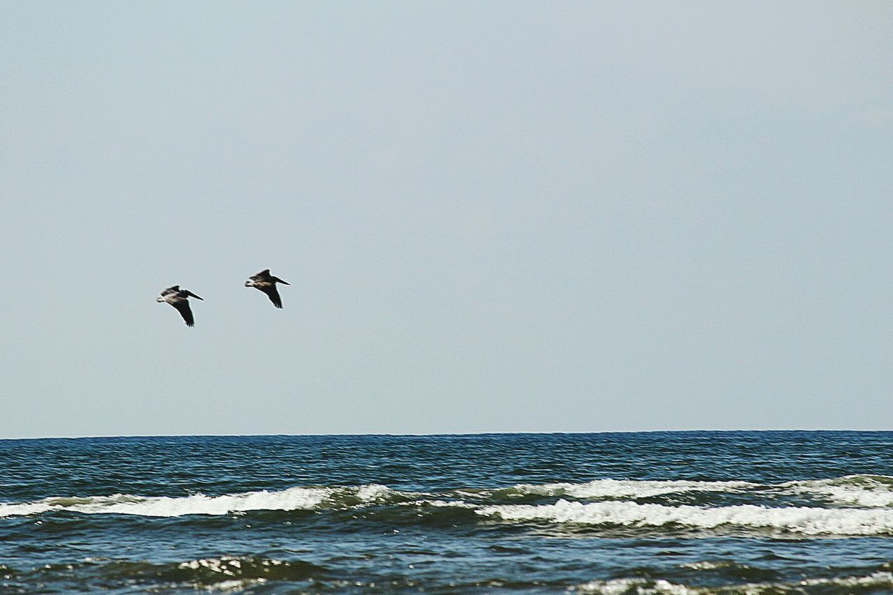 sea, water, flying, clear sky, outdoors, vacations, bird, horizon over water, scenics, jumping, beach, full length, one animal, day, sky, wave, kiteboarding, nature, animals in the wild, beauty in nature, taking the plunge, animal themes, no people, mammal