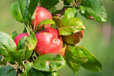 Close-up of apples on tree