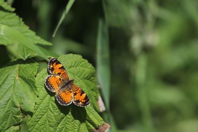 Close-up of butterfly on leaf