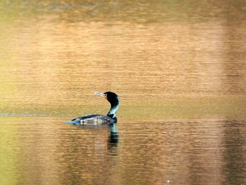 Side view of a bird in lake