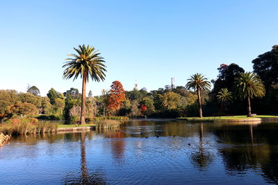 Palm trees by river against clear sky