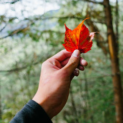 Cropped hand of person holding maple leaf