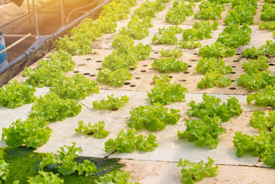 High angle view of fresh green plants in farm