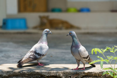 Close-up of pigeons perching on retaining wall