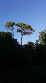 Low angle view of trees in forest against clear blue sky