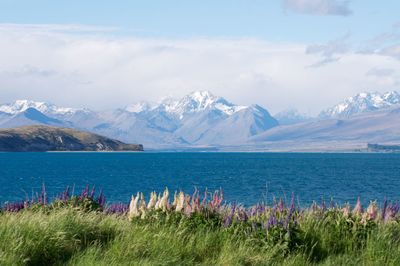 Panoramic view of lake tekapo in front of the alps mountains of new zealand