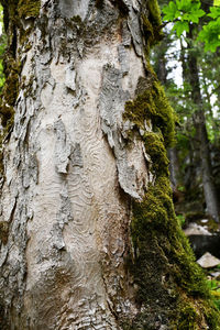 Close-up of moss on tree trunk