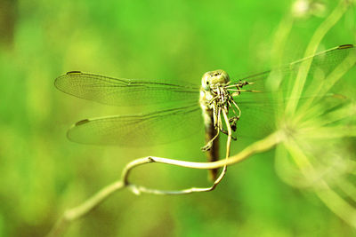 Close-up of dragonfly on leaf