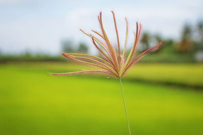 Close-up of plant growing on field against sky