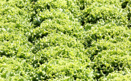 Background of green lettuce in summer