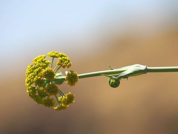 Close-up of flowering plant