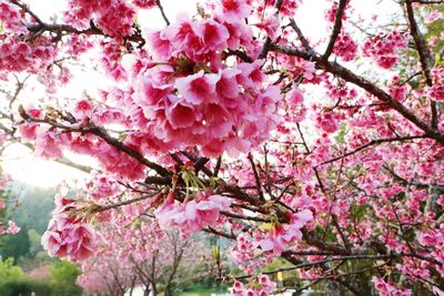 Low angle view of bee on pink flowers