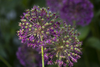 Close up of a beautiful flower in the garden at spring time