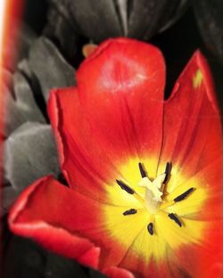 Close-up of red flower