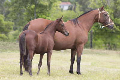Side view of horse with foal standing on grassy land