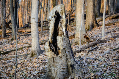 Close-up of tree trunk in forest