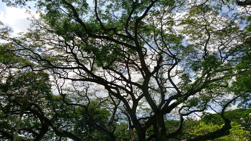 Low angle view of trees