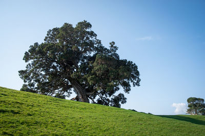 Trees on field against sky